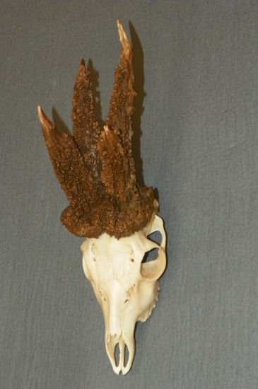 upravená trofej  zanedbaného srnce s id.177752