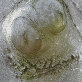 příroda fantazii meze neklade