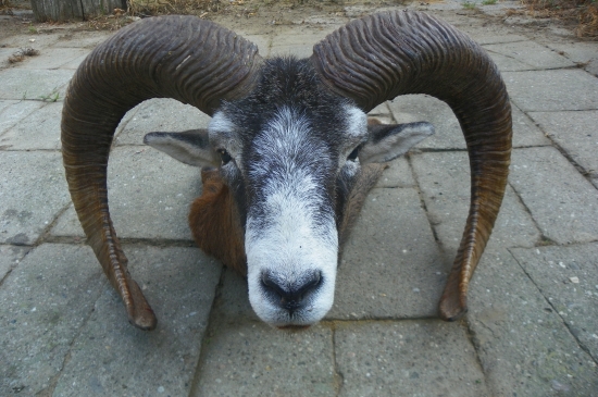 neobvyklé zúžení  toulcú při rústu