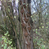 architektura  stromu-agát