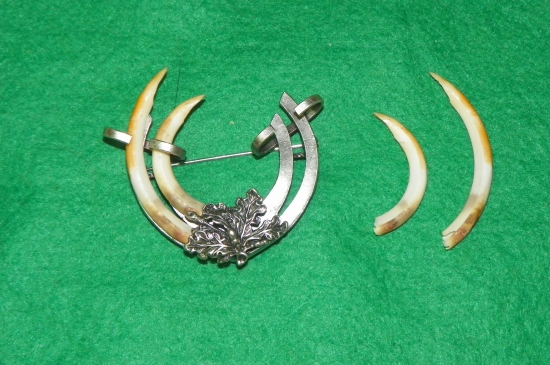 možná úprava trofeje-svišť