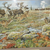 Pavel Procházka -odborná přírodovědná ilustrace