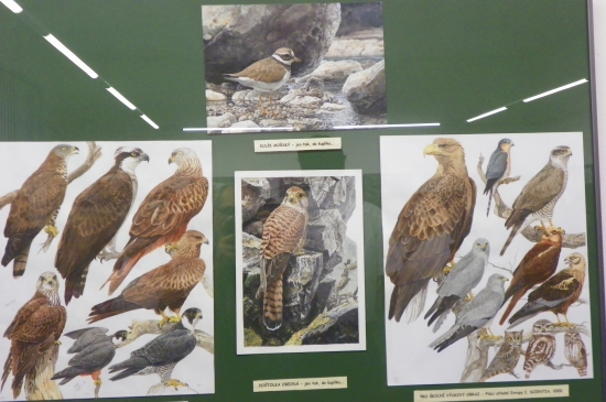 Pavel Procházka -odborná přírodovědná ilustrace