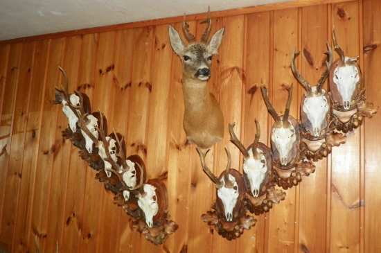 možná úprava jedenácti trofejí srncú