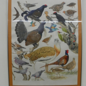 Pavel Procházka -odborná přírodovědná ilustrace