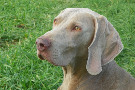 výmarský ohař krátkosrstý