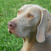 výmarský ohař krátkosrstý