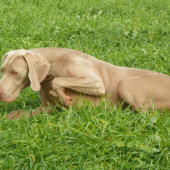 VOK-pes štíhlých linijí