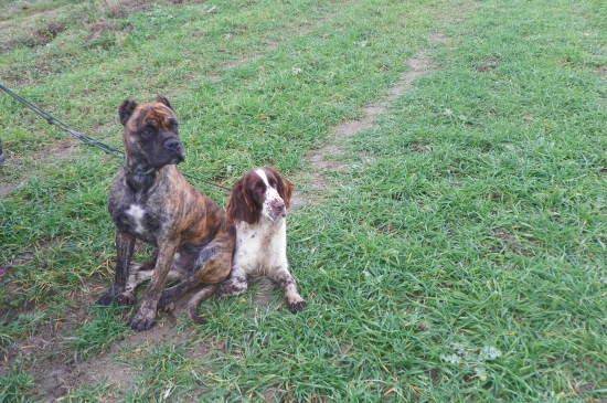 Všestranná dvojka-Fiero a Gracia