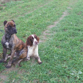 Všestranná dvojka-Fiero a Gracia