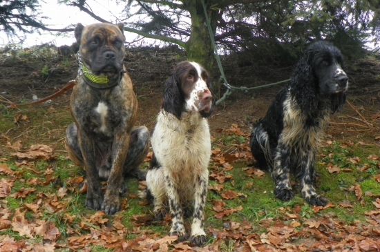 upřené pohledy  psú jednoho chovatele