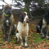 upřené pohledy  psú jednoho chovatele