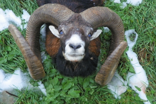 občas se u mě objeví i vysoké trofejové zlato