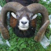 občas se u mě objeví i vysoké trofejové zlato