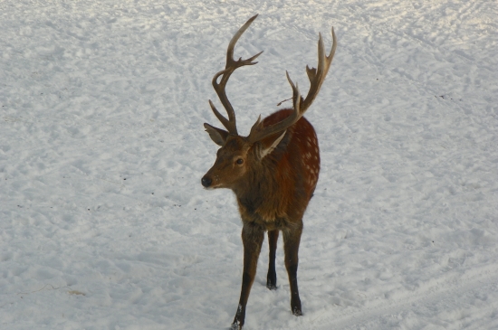 sika Dybovského