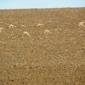 srnčí zvěř už má klid