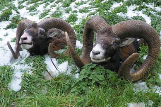 je  mezi nimi co porovnávat