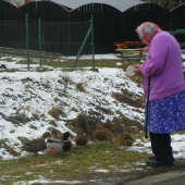 kačky a člověk mírumilovný