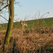 dnešním ránem za srncem