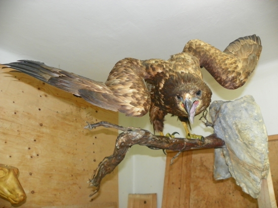 opravený st. preparát  orla, s id.195095