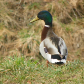 chodí mě až pod okno