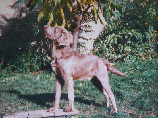 výmarský ohař dlouhosrstý