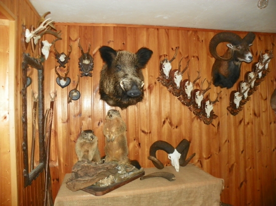 kanec ze Slovenských lesú 1.