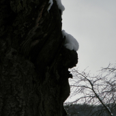 stará třešeň s lidskou tváří