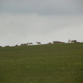 srnčí zvěř u nás