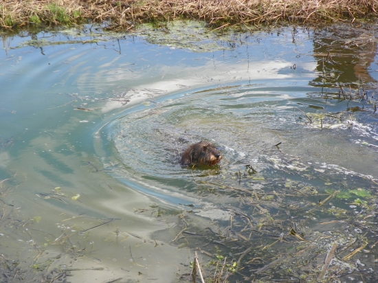 první jarní koupel