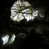 pohled z dutého  stromu ven