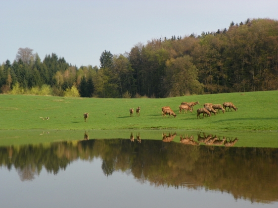 vysoká