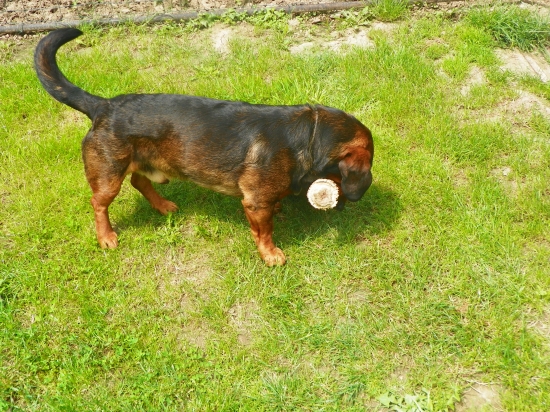 starý známý od Trenčína