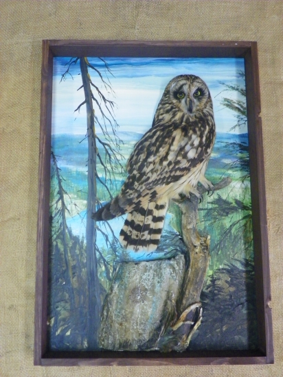 Myšiarka močiarna-Asio flammeus-Kalous pustovka