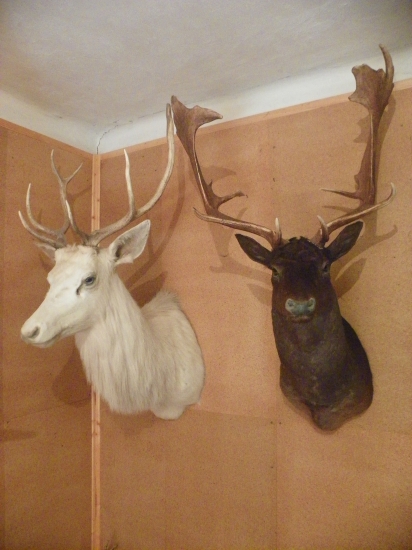 bílý jelen -černý daněk