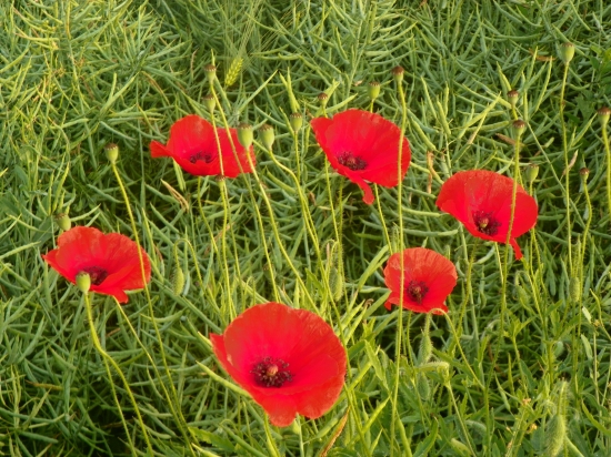 návštěvníci v řepkovém poli