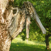 hlava-pták Marabu