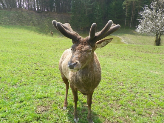 v době parožení