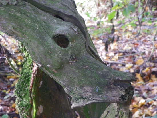 příroda tvoří rúzné tvary a podoby