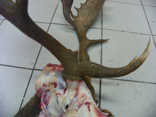 stahování kúže z trofeje určené k preparaci-prevence