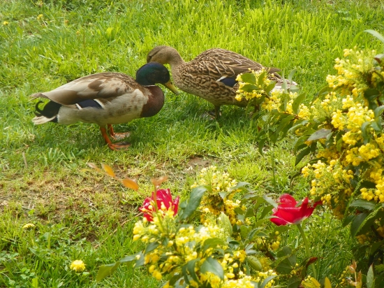 kačírky jsou chlouba  kačerova
