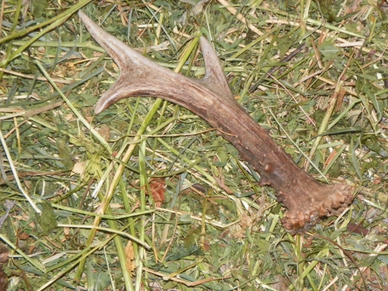 našel jsem u krmelce