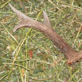 našel jsem u krmelce