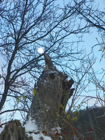 stromy mnohdy ztvárňují rúzné siluety