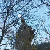 stromy mnohdy ztvárňují rúzné siluety