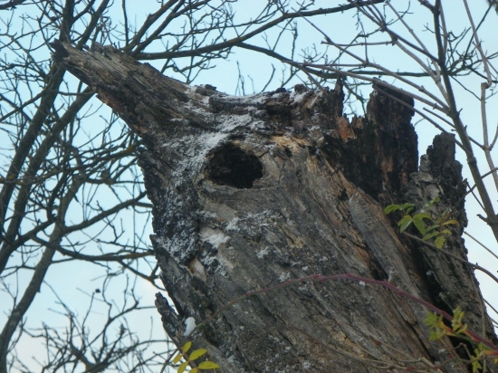 tvar ptačí hlavy na starém ořechu