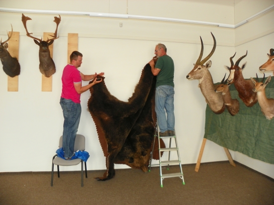 ohlédnutí do.r.2013-prezentace trofejí-příprava