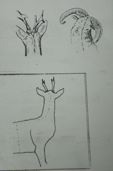 jak je správný řez