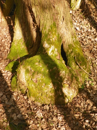 příroda nabízí rúzné tvary