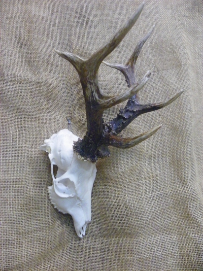 osmerák z Moravského Slovácka